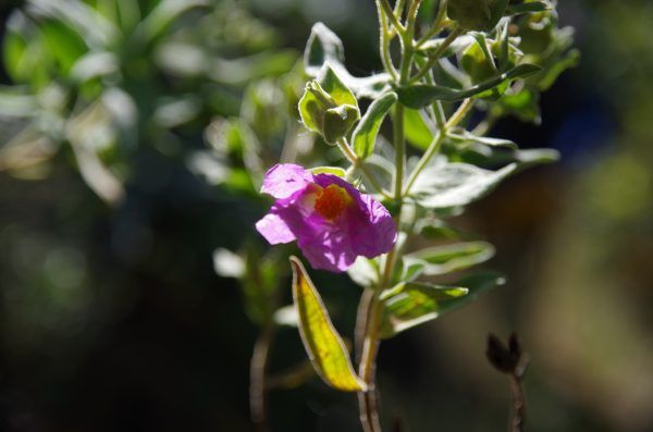 Avistamiento Flora Rutas Senderismo Guiado en Cazorla