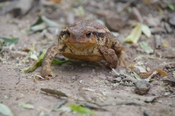 Avistamiento Fauna Rutas Senderismo Guiado en Cazorla