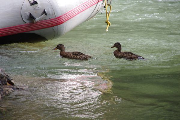 Fauna y Avnetura Deporte y Naturaleza