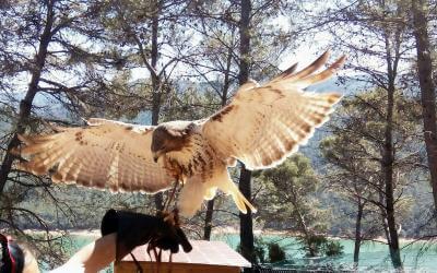 Avistamiento de Rapaces en Cazorla