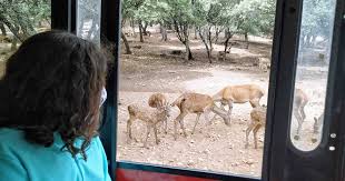 Avistamiento de Fauna en Cazorla