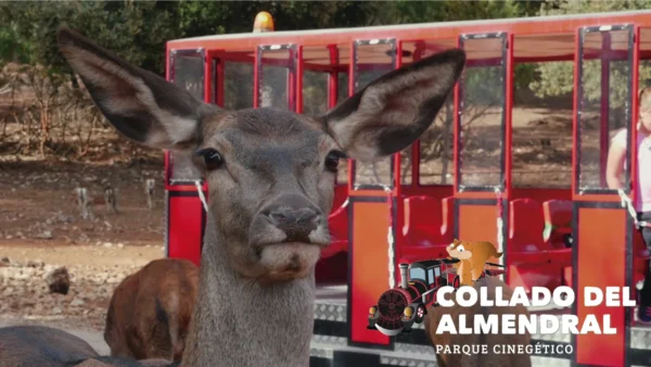 Avistamiento de Fauna en Cazorla